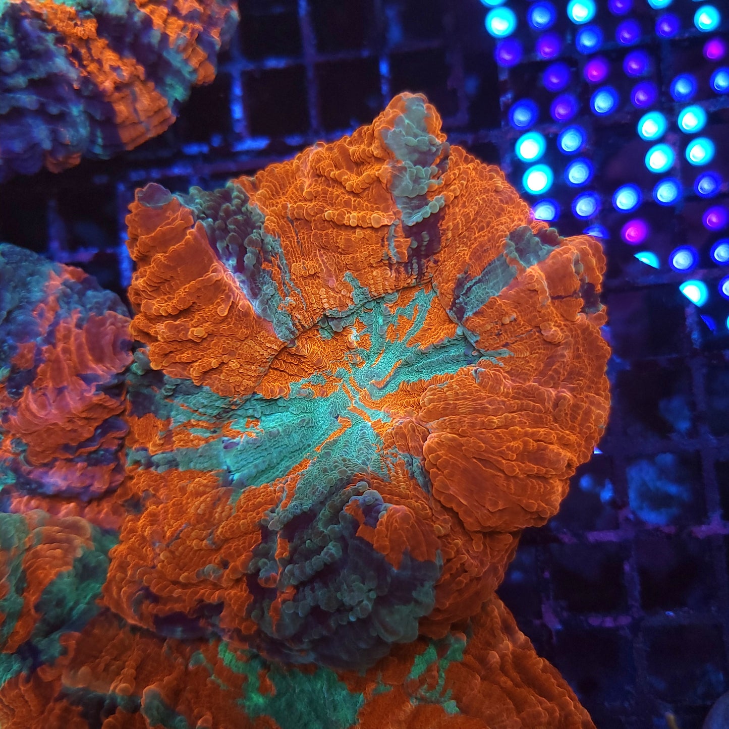Ultra Multicolor Acantho (Video in pics)