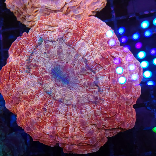 Crazy Pink Gold Orange and Red Acantho (Video in pics)