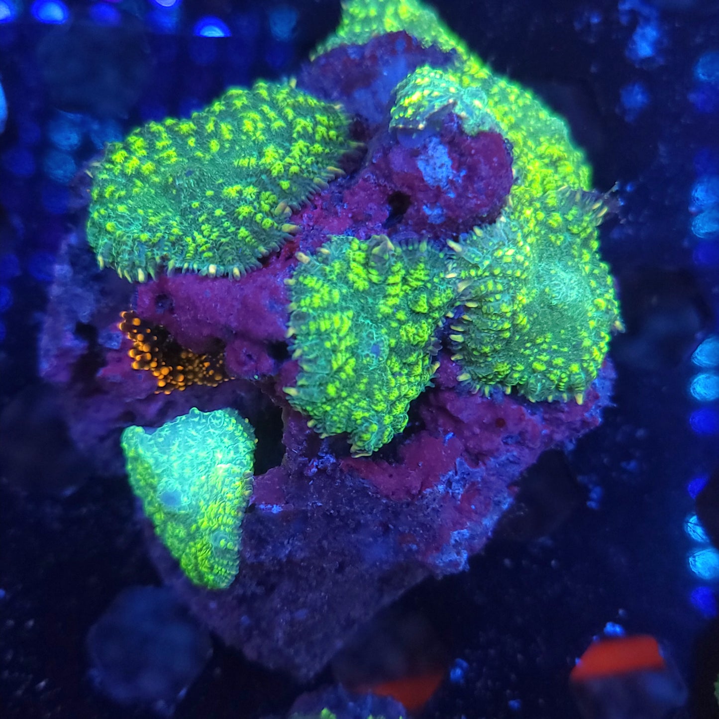 Biohazard Mushroom Colony Rock with King Kong Yuma