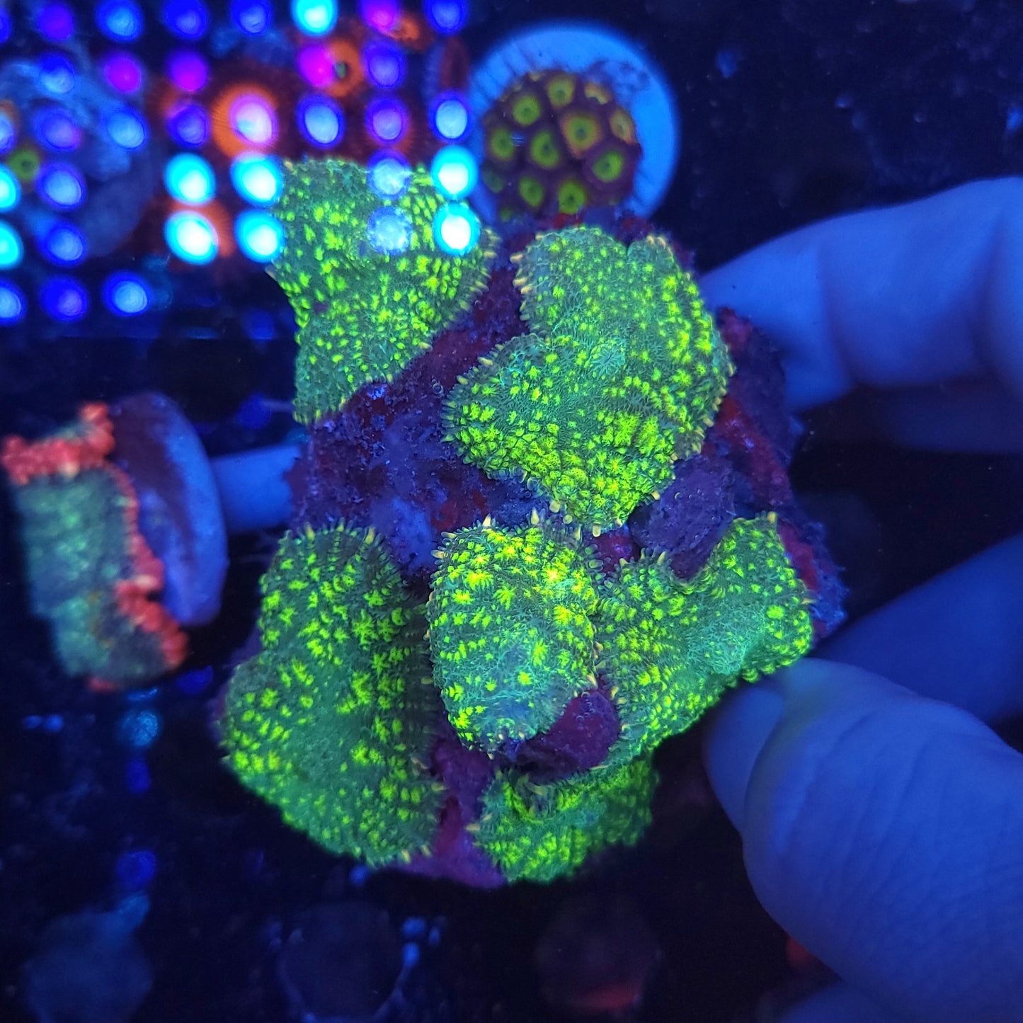 Biohazard Mushroom Colony Rock with King Kong Yuma