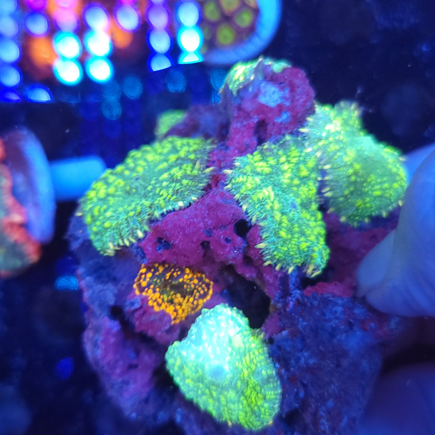 Biohazard Mushroom Colony Rock with King Kong Yuma