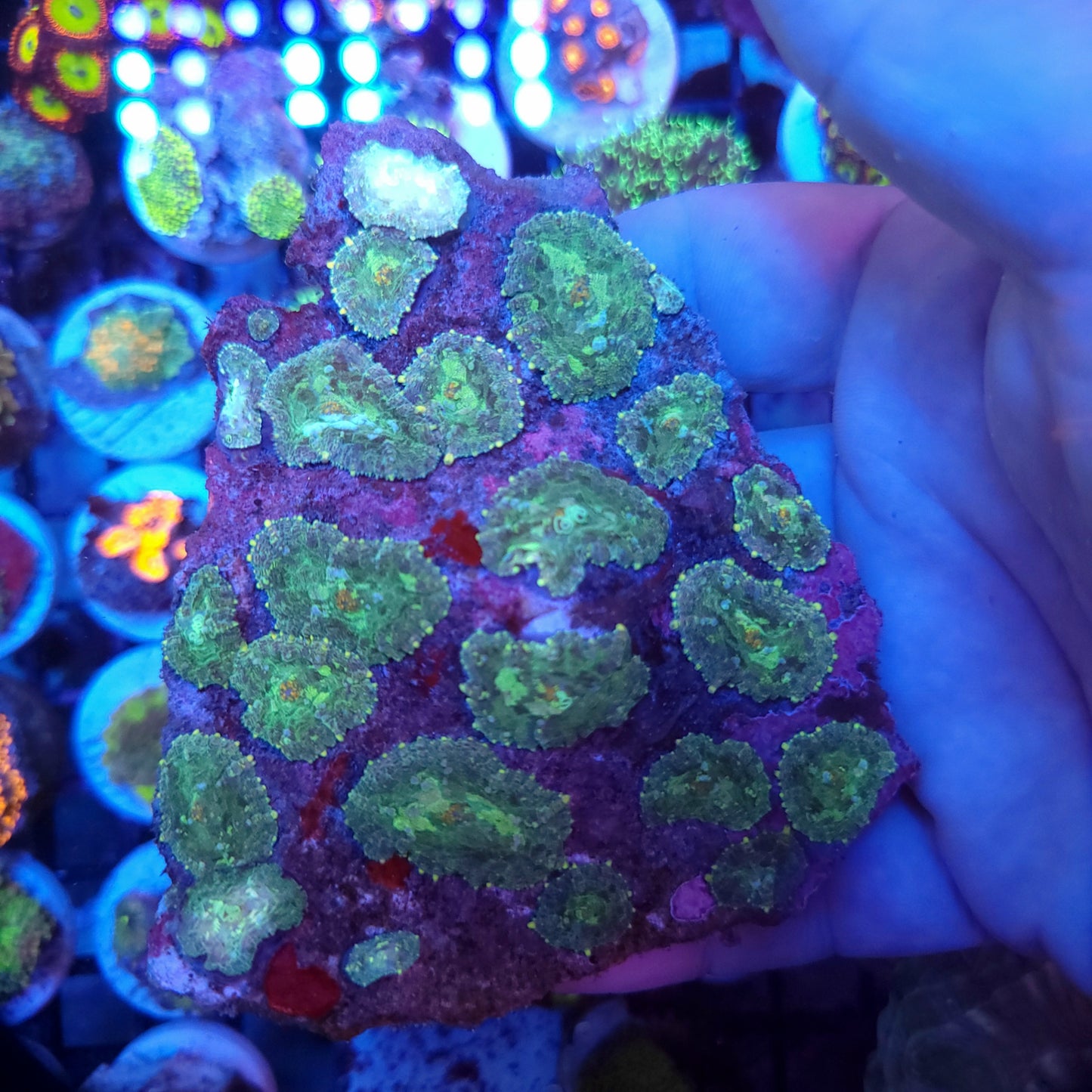 XL Splatter Mushroom Colony Rock