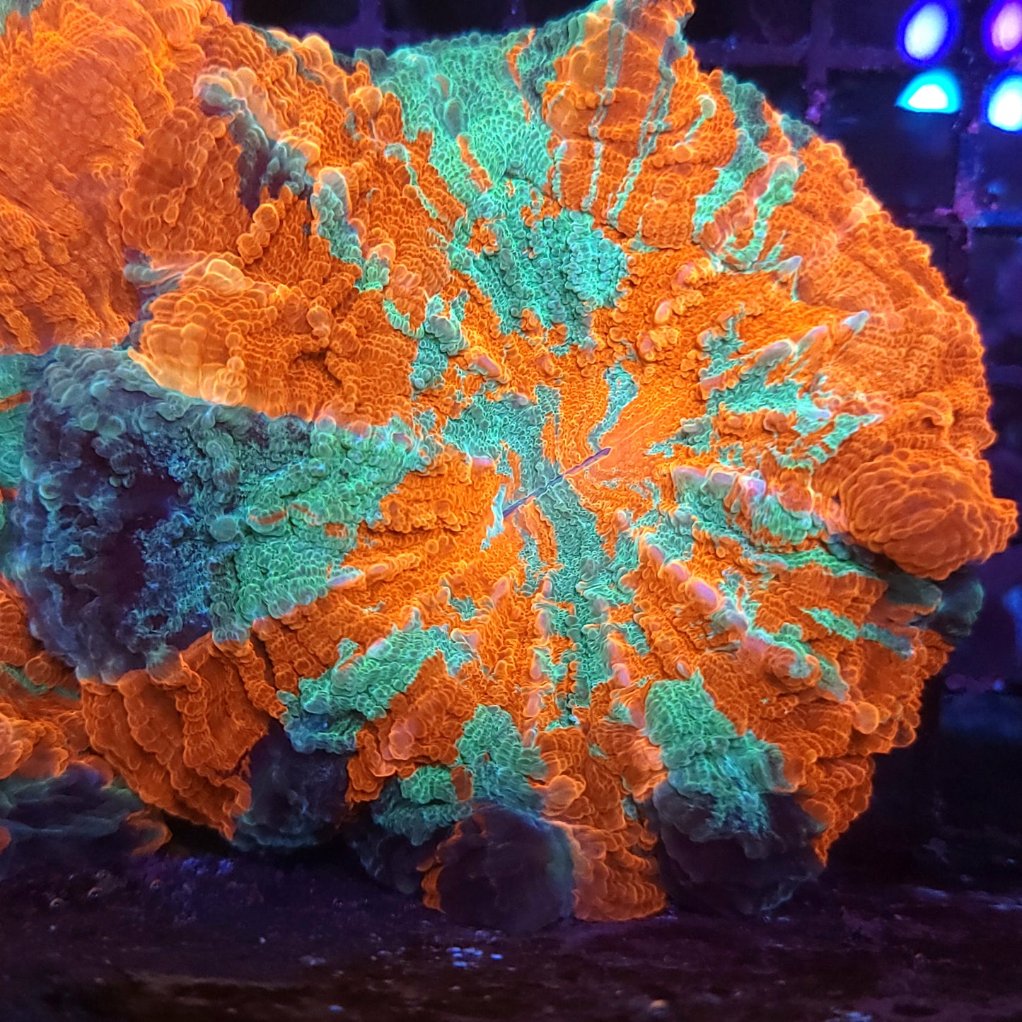 Ultra Rainbow Acantho (Video in pics) SALE