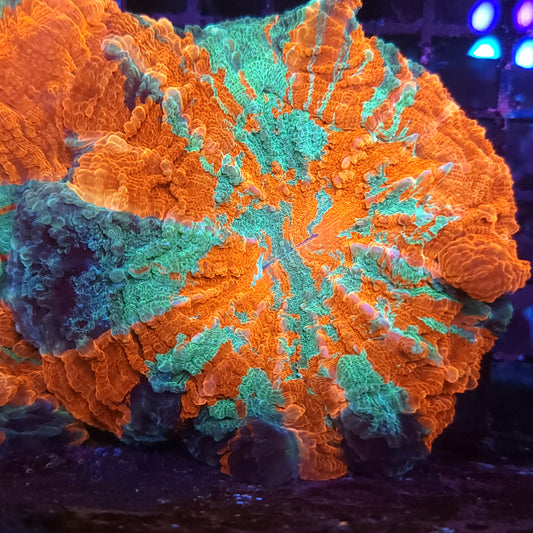 Ultra Rainbow Acantho (Video in pics) SALE