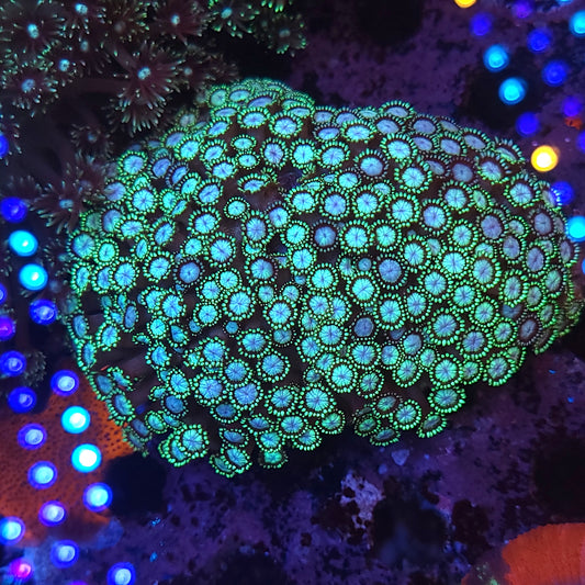 Bicolor Goni Large Colony