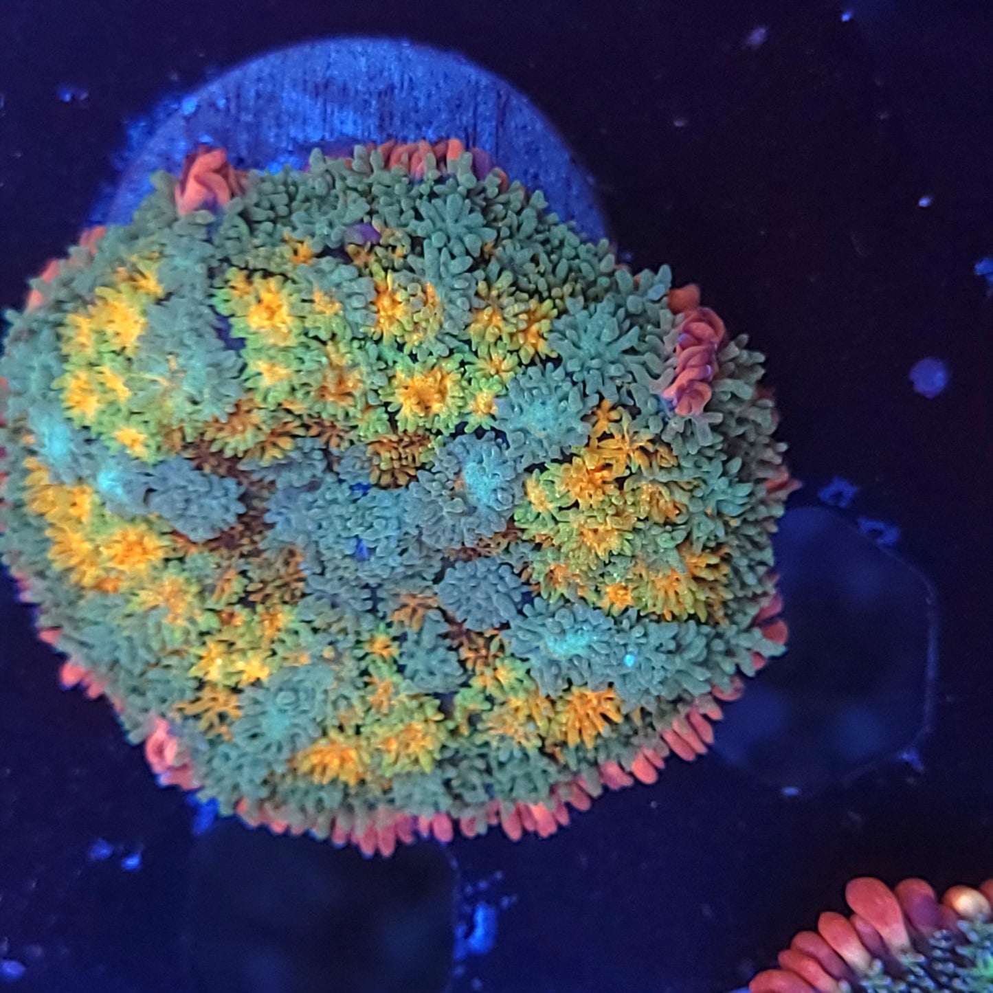 Insane Beautiful Rainbow Frank Mushroom (Video in pics) Large