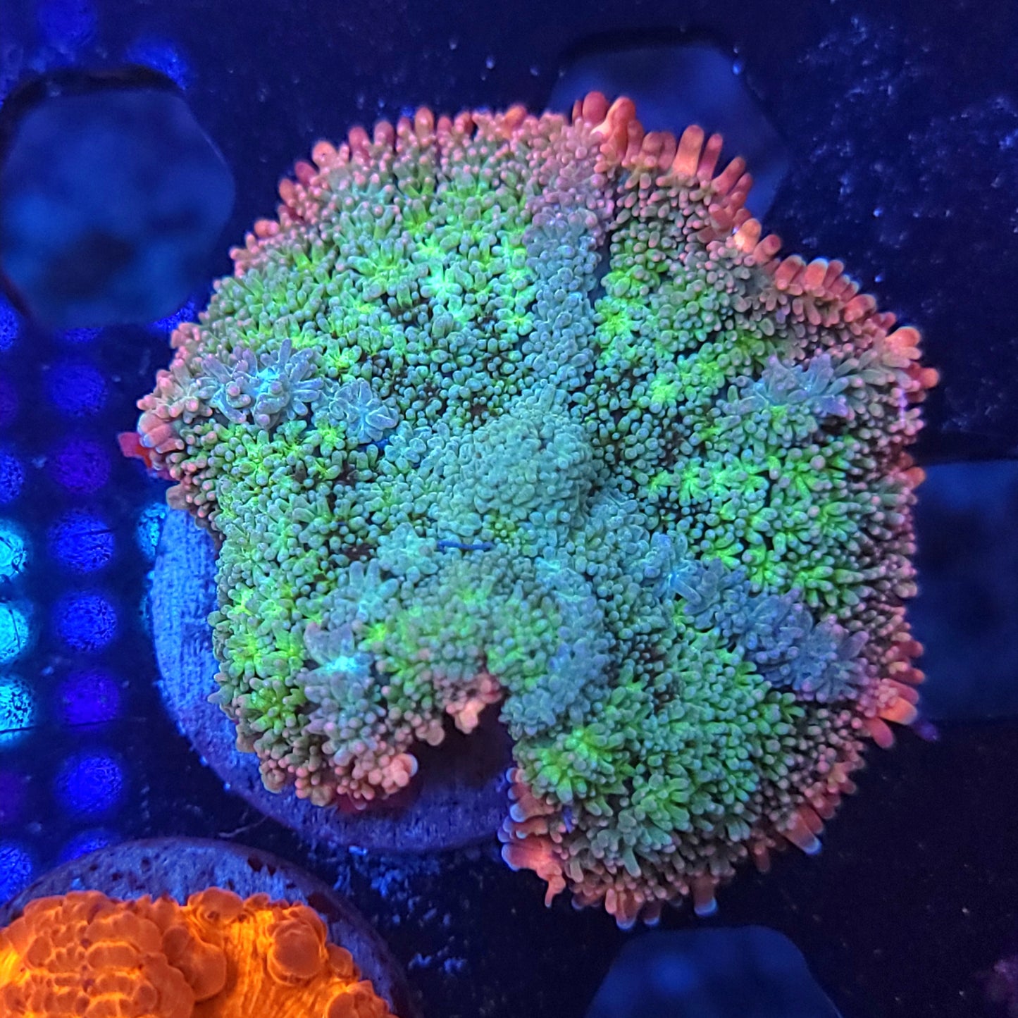 Multicolor Frank Mushroom (Video in pics)