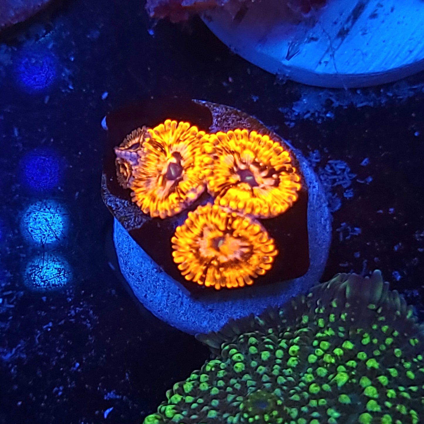 Utter Chaos Zoas