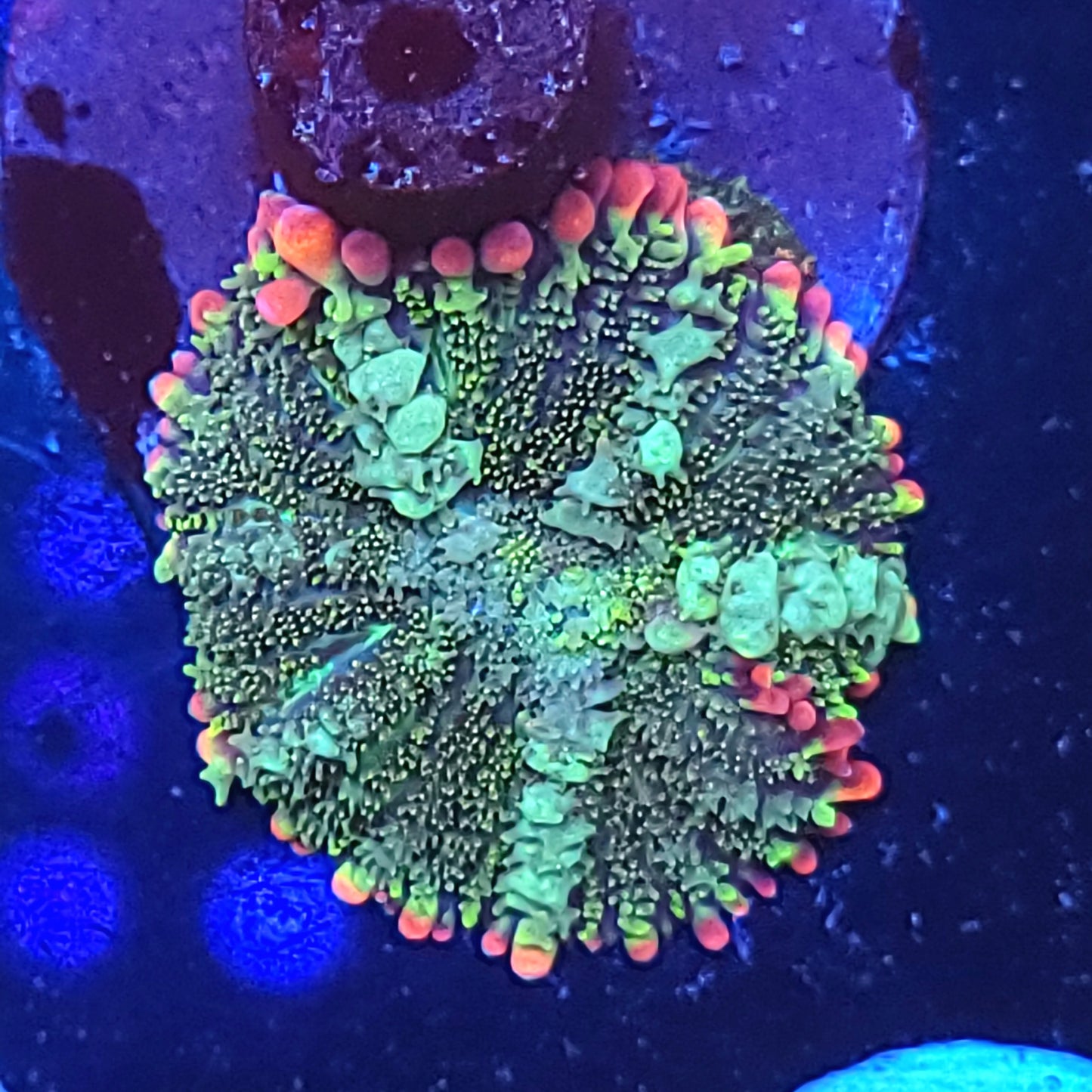 Mardi Gras Bounce Mushroom