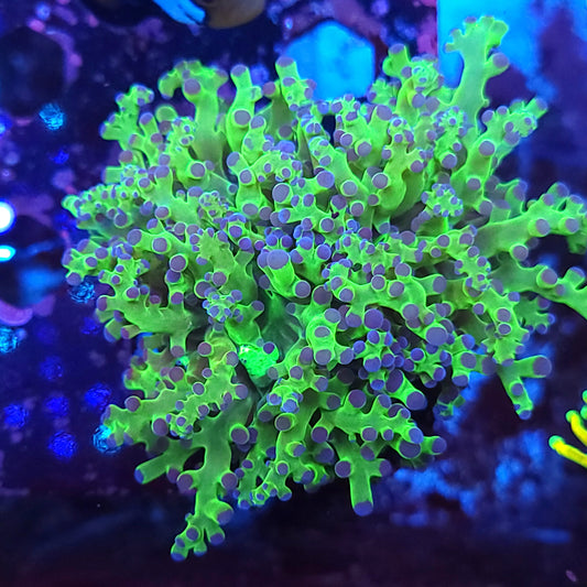 Fat Splitting Neon Frogspawn (Video in pics)
