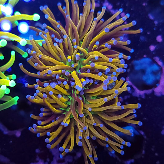 Ultra Knicks Torch Double (Video in pics)