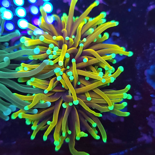 Super Bright Hellfire Torch Double (Video in pics)