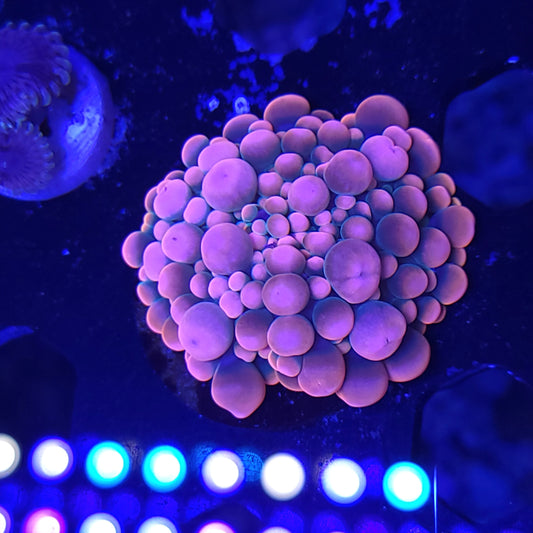 Sakura Bounce Yuma Collector piece (Video in pics)