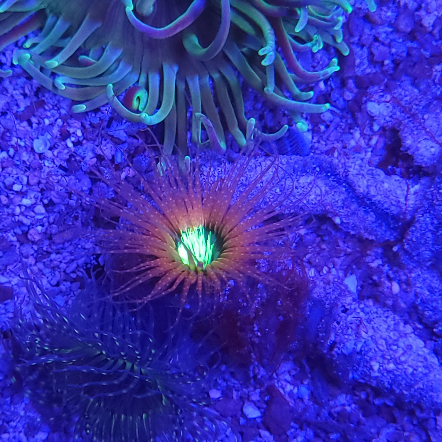 Ultra Neon Tube Anemone