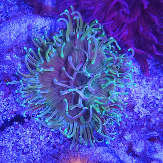 Green Long Tentacle Anemone