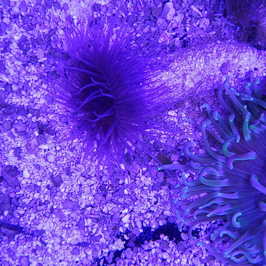 Black Tube Anemone