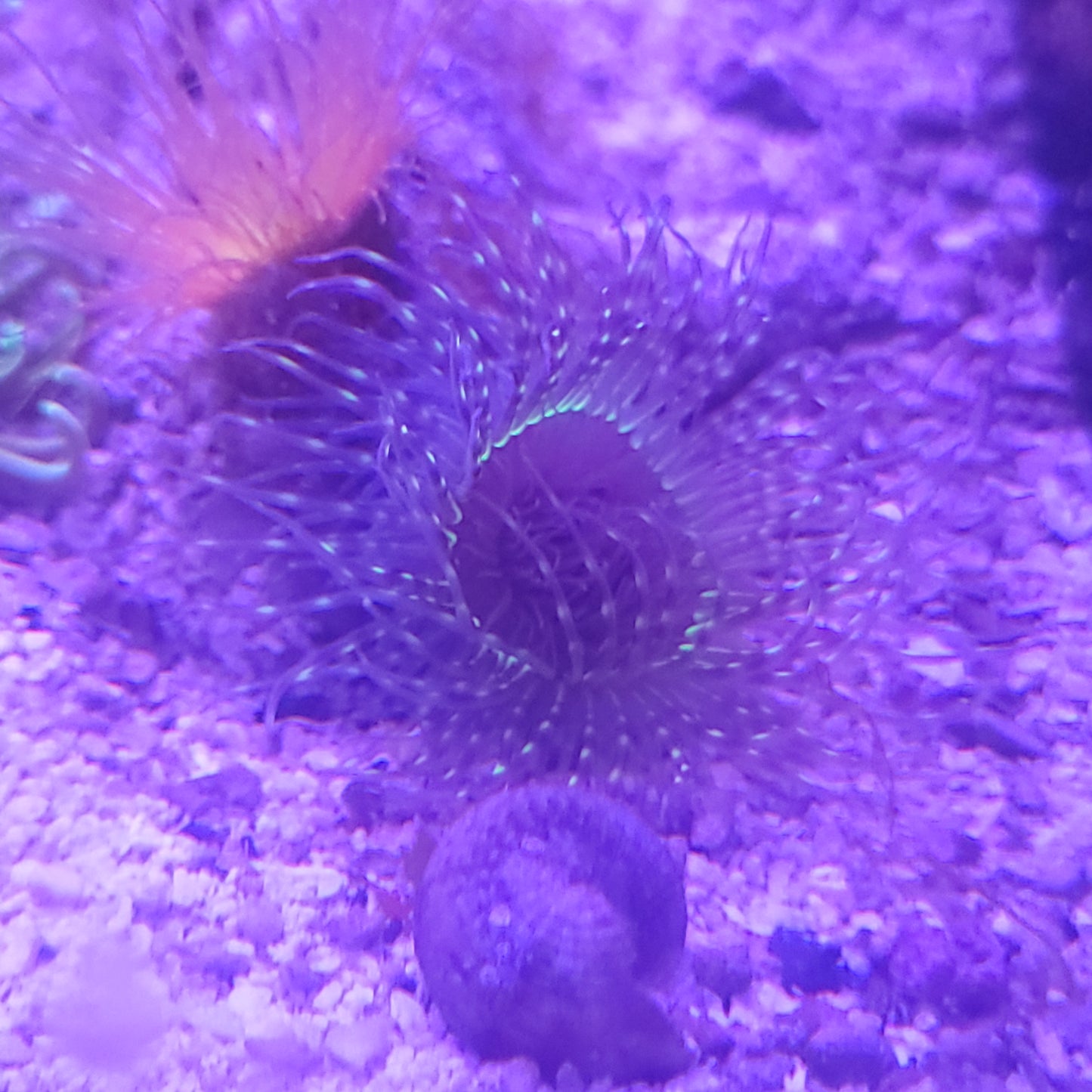 Unique Black and Green Tube Anemone