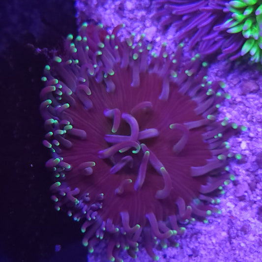 Large Purple with Green Tip Long Tentacle Anemone