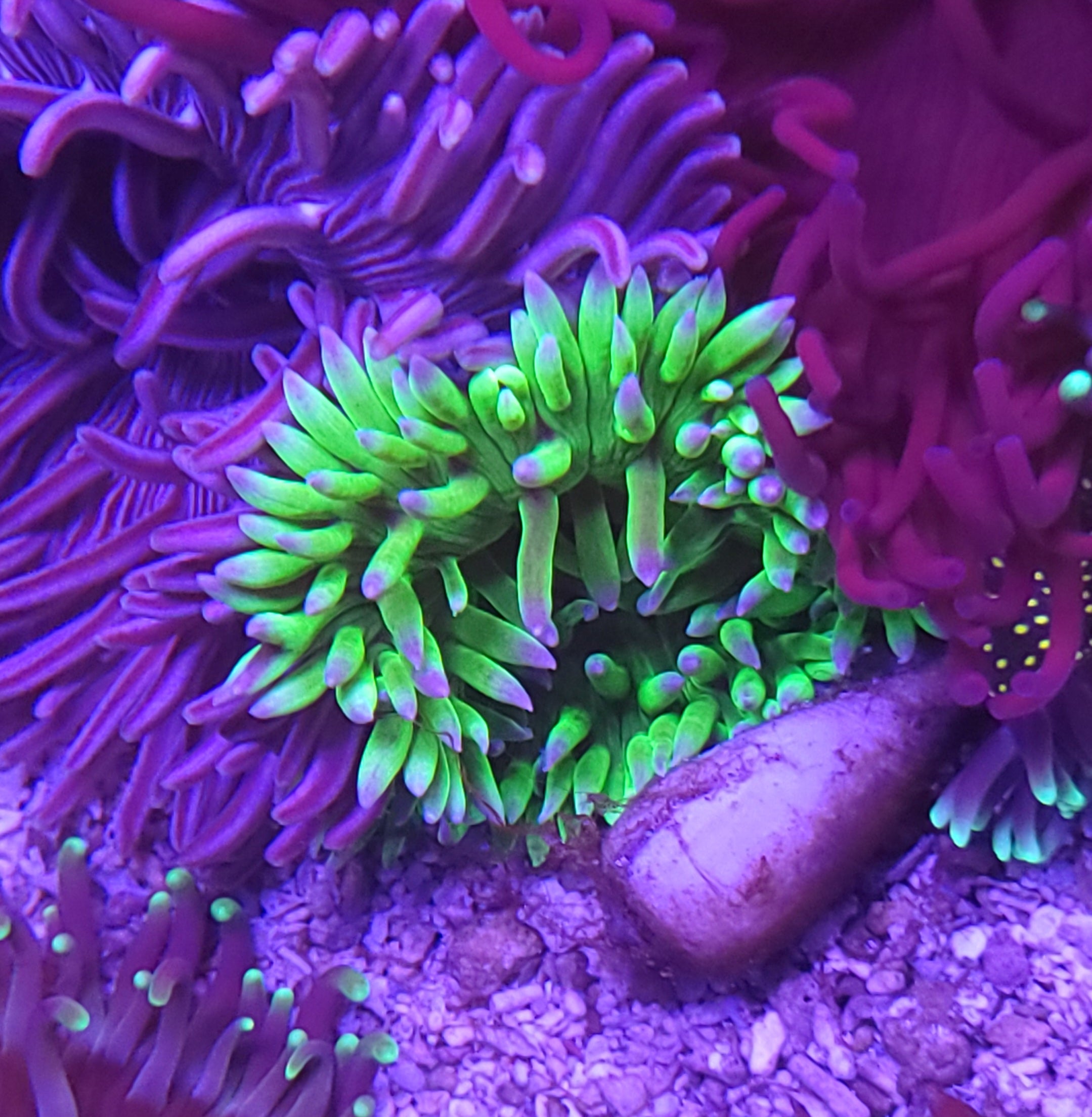 Anemones – SeaCo Corals