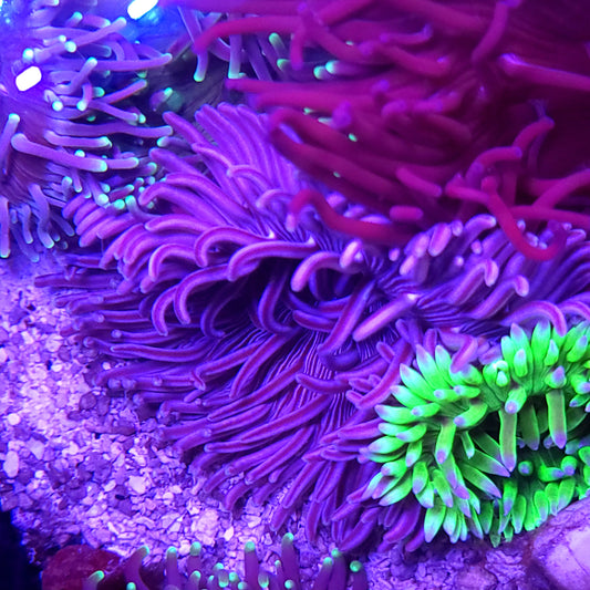 Convict Long Tentacle Anemone