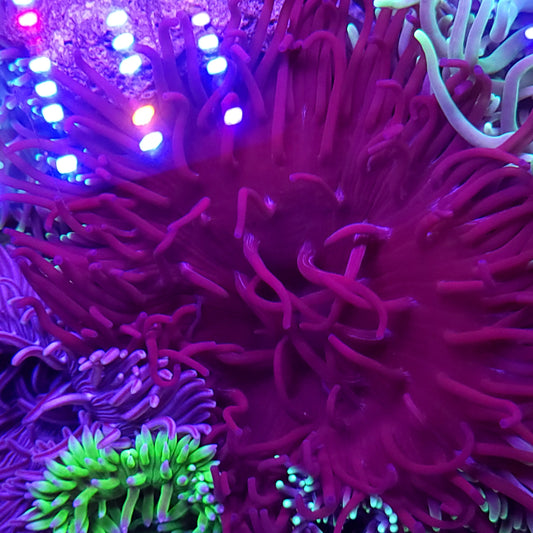 Large Purple Long Tentacle Anemone