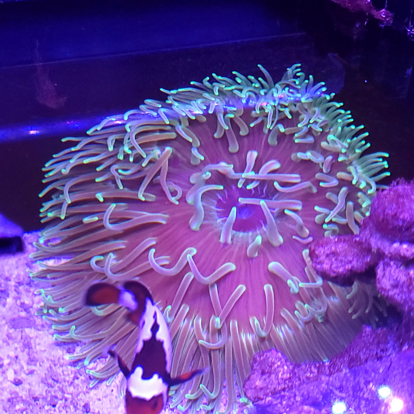 Large Green Long Tentacle Anemone