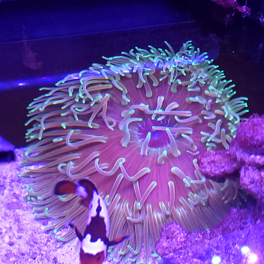 Large Green Long Tentacle Anemone