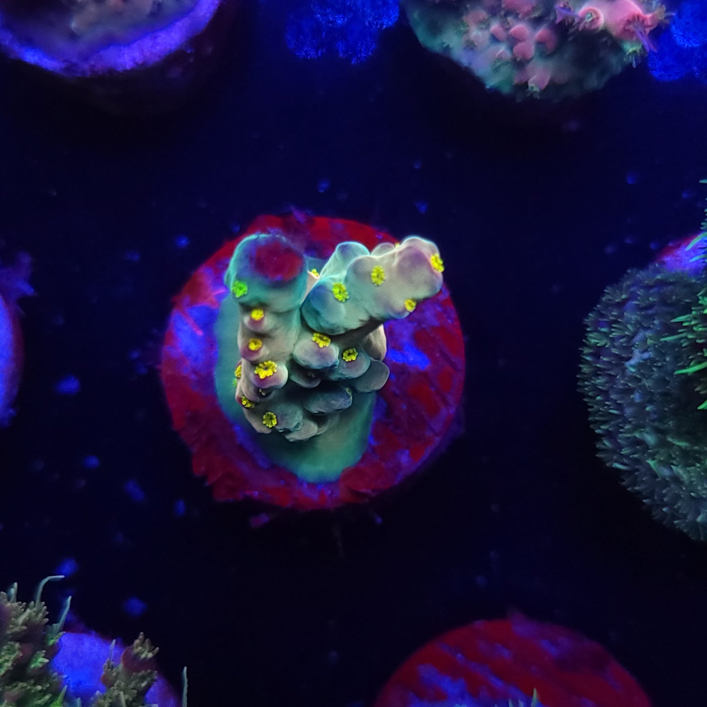 Yellow Polyp Smooth Skin Acro