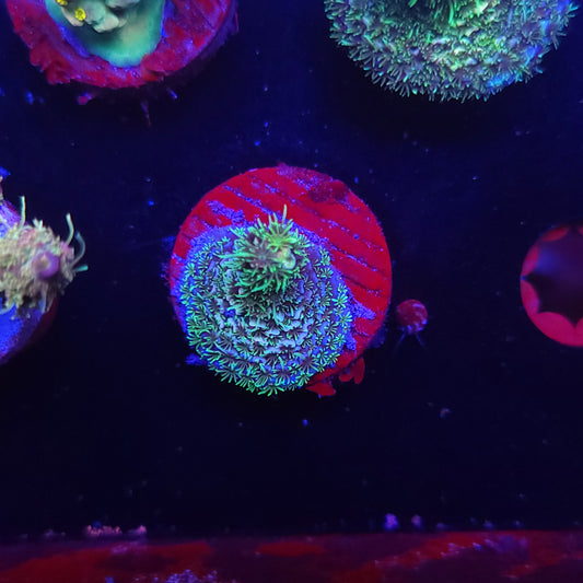 Toxic Lagoon Acro