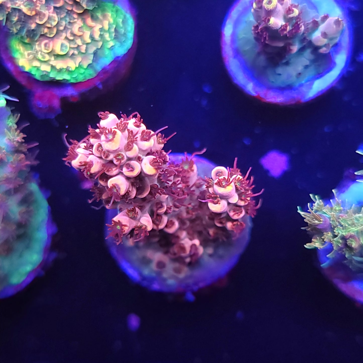 Strawberry Tart Acro