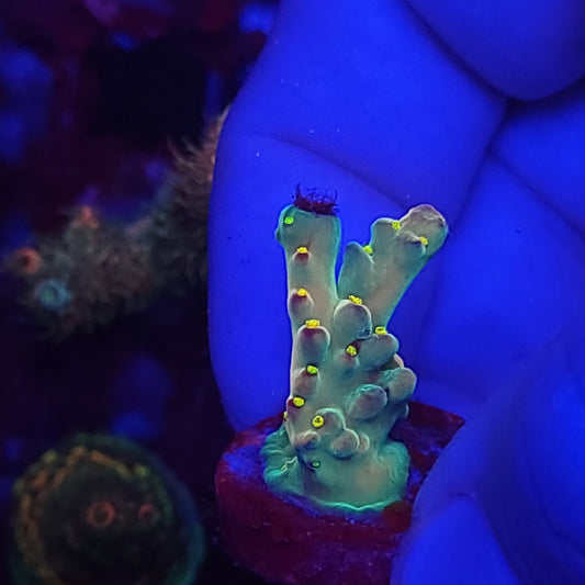 Yellow Polyp Smooth Skin Acro