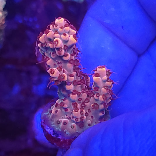 Strawberry Tart Acro