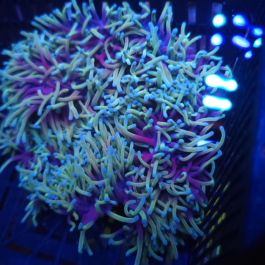 Crazy Ritteri / Magnifica Anemone (Video in pics)