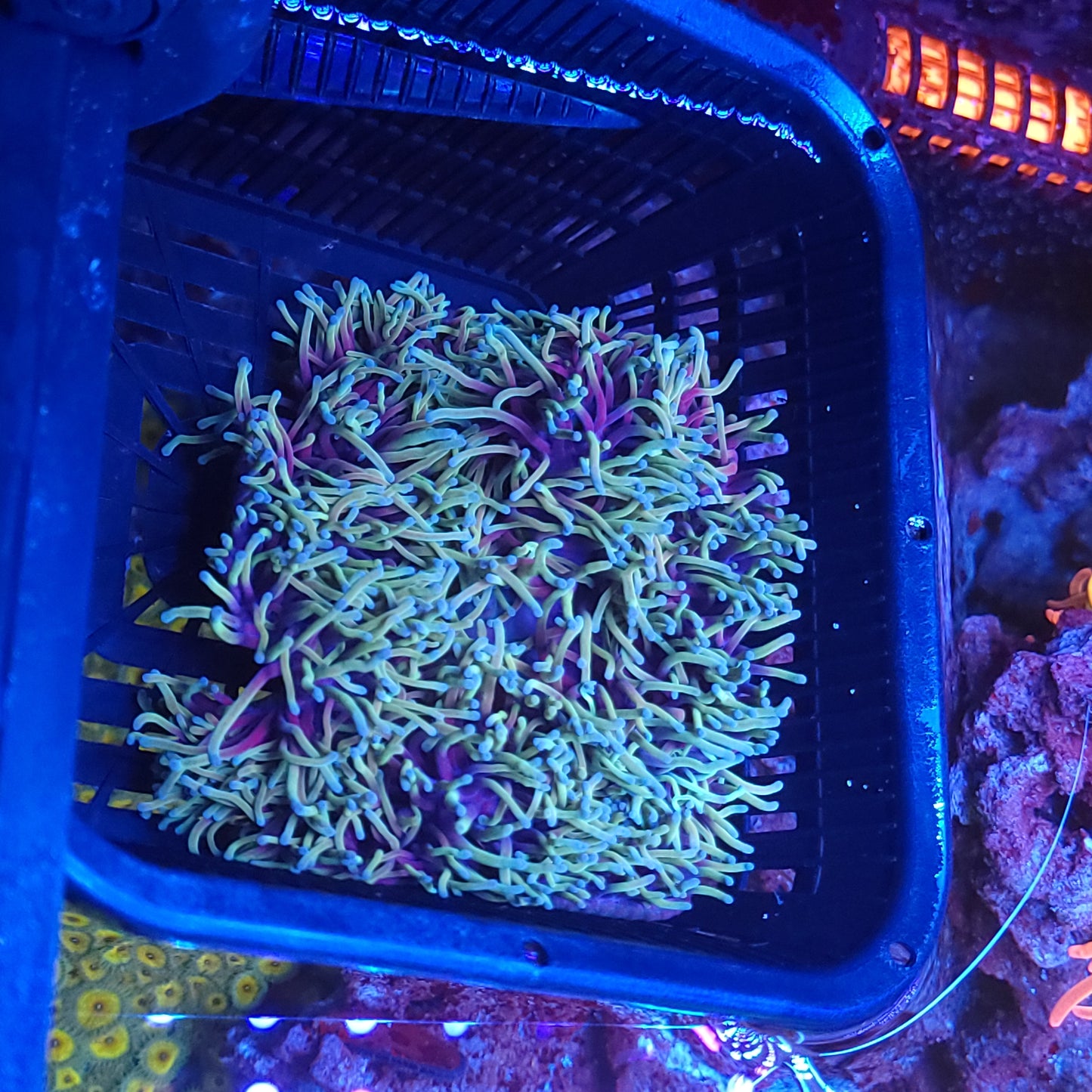 Crazy Ritteri / Magnifica Anemone (Video in pics)