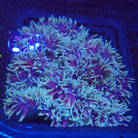 Crazy Ritteri / Magnifica Anemone