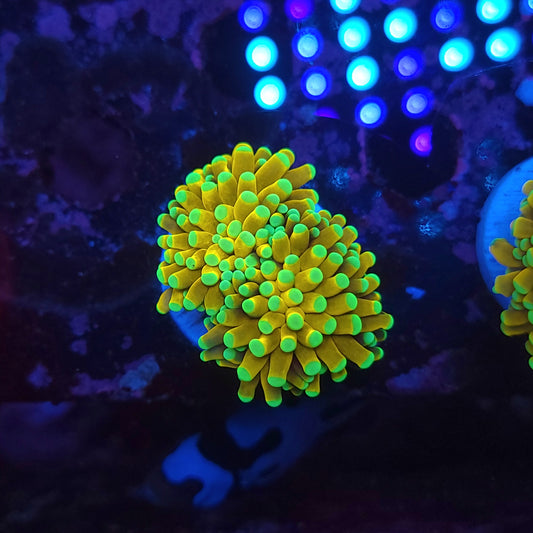 Bright Golden Banana Torch Double (Video in pics)