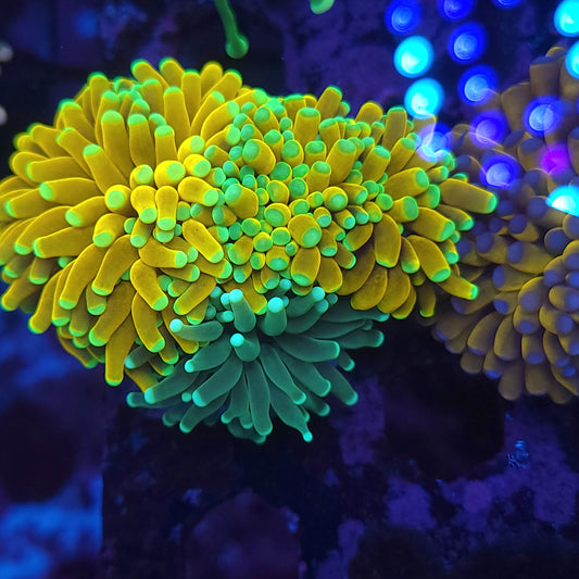 Grafted Golden Banana Torch Colony 3 Heads (Video in pics)