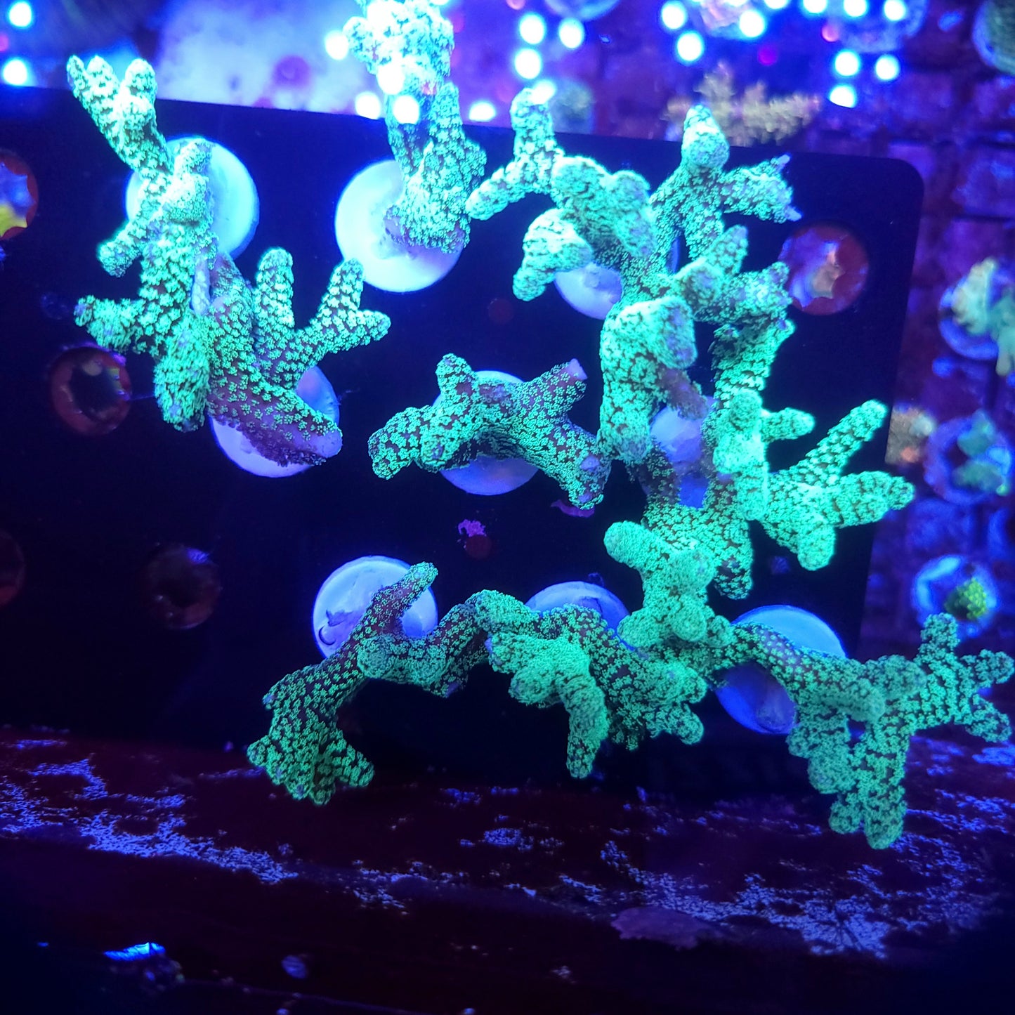 Bright Teal Birdsnest Frag