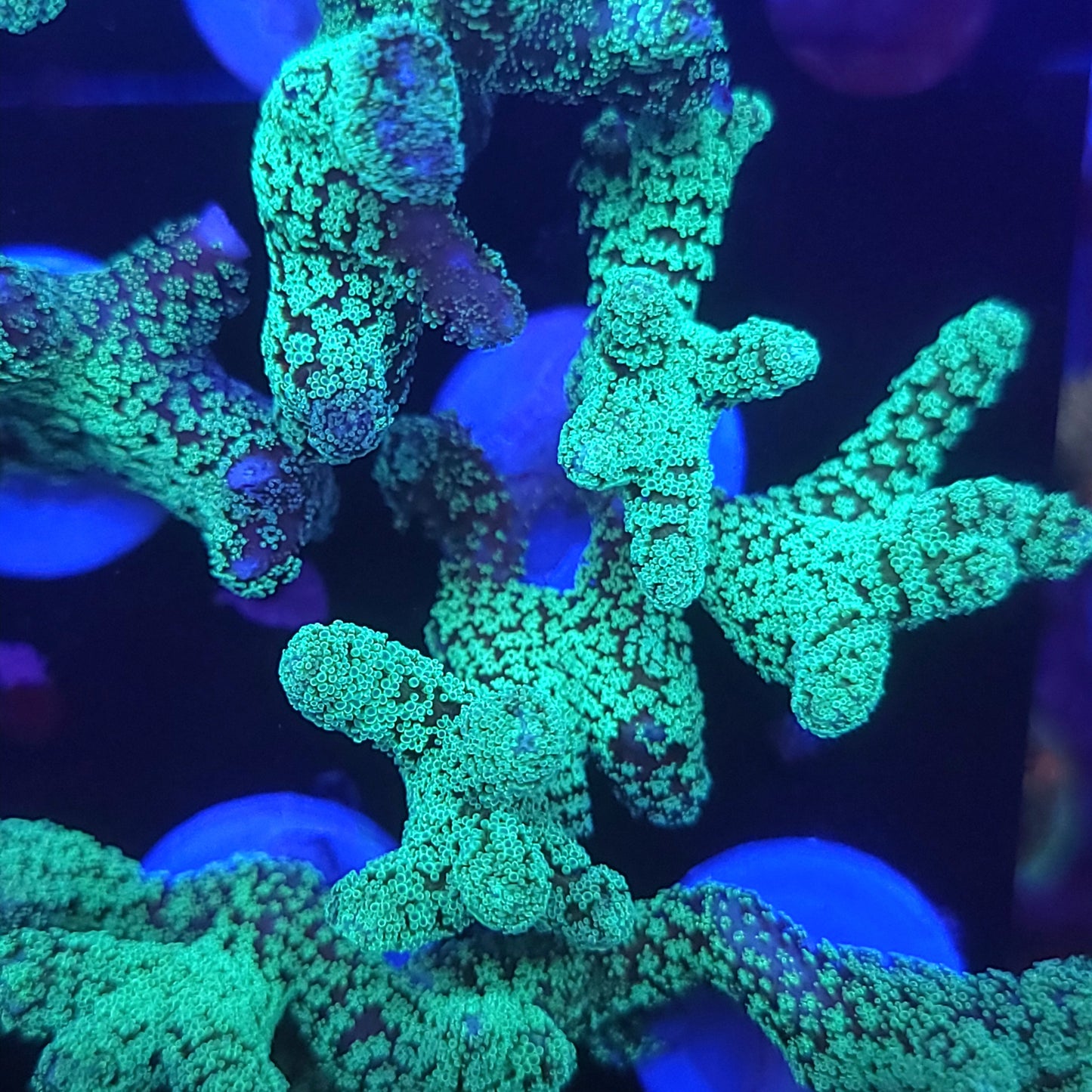 Bright Teal Birdsnest Frag