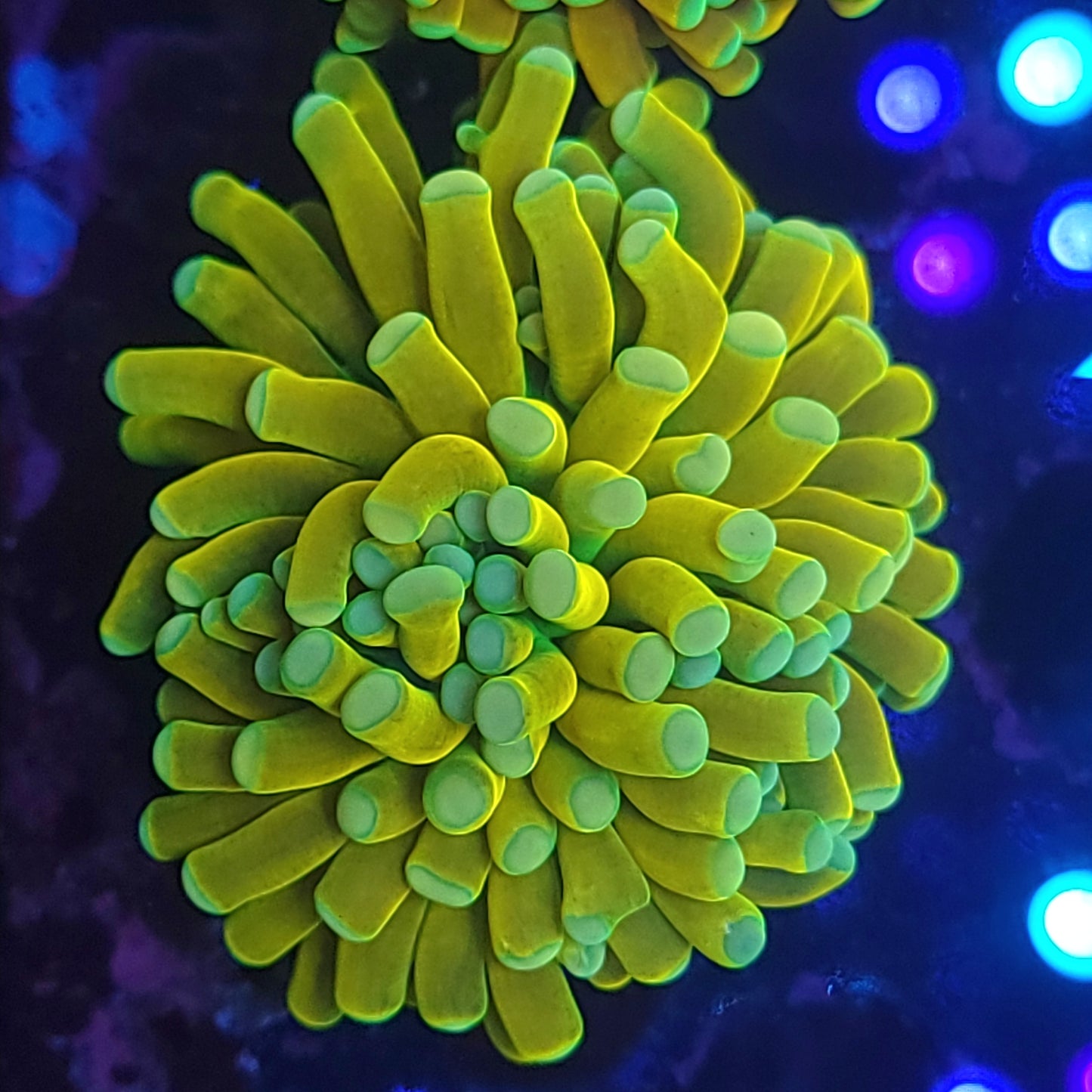 Banana Grail Torch (Video in pics)