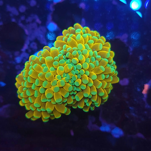 Golden Banana Torch Double (Video in pics)