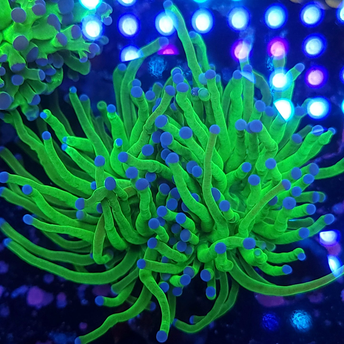 Todds Torch Double (Video in pics)