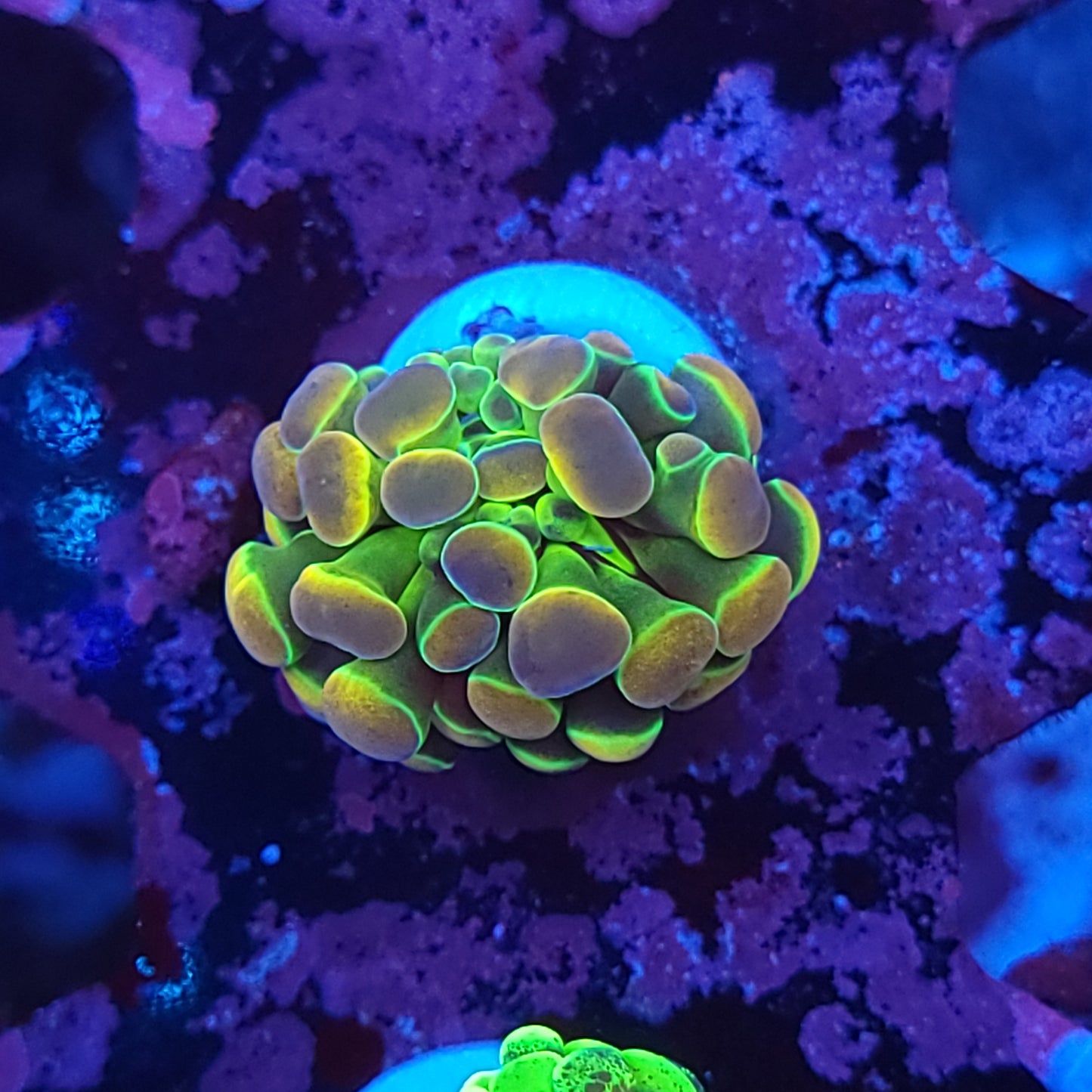 Rainbow Hologram Hammer (Video in pics)