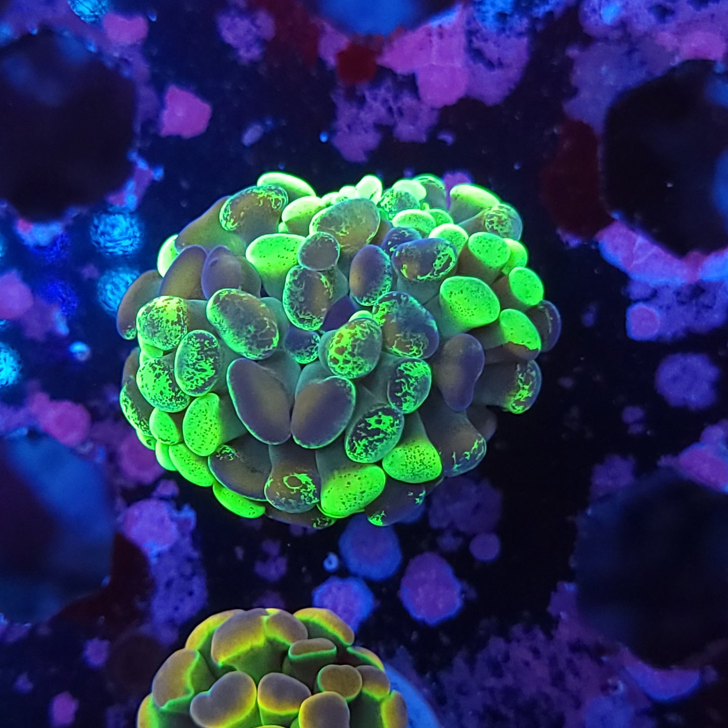 Toxic Gold Hammer (Video in pics)