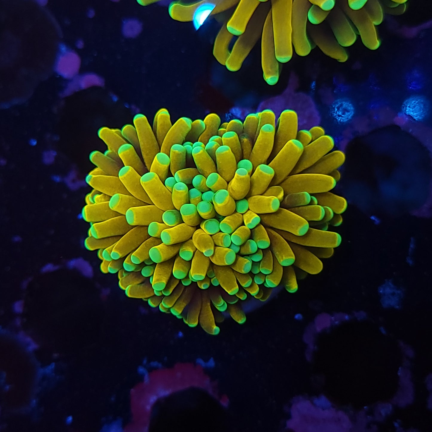 Golden Banana Torch (Video in pics)