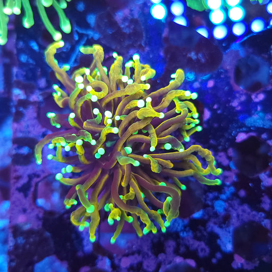 Hellfire Torch (Video in pics)