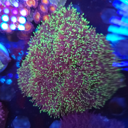 Green Hairy Mushroom Colony Rock (Video in pics)