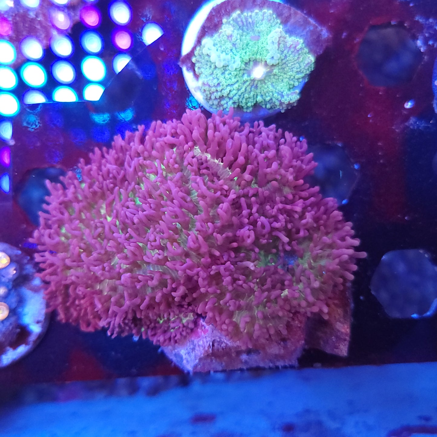 Lavender Hairy Carpet Mushroom Colony (Video in pics)