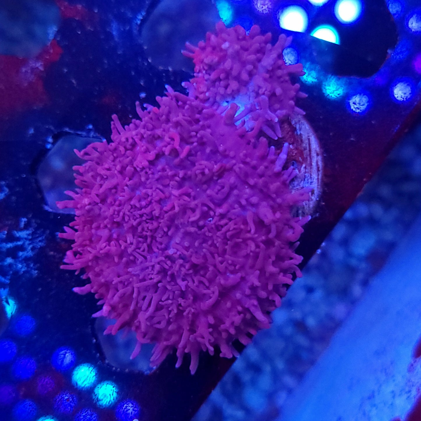 Dark Knight Carpet Mushrooms