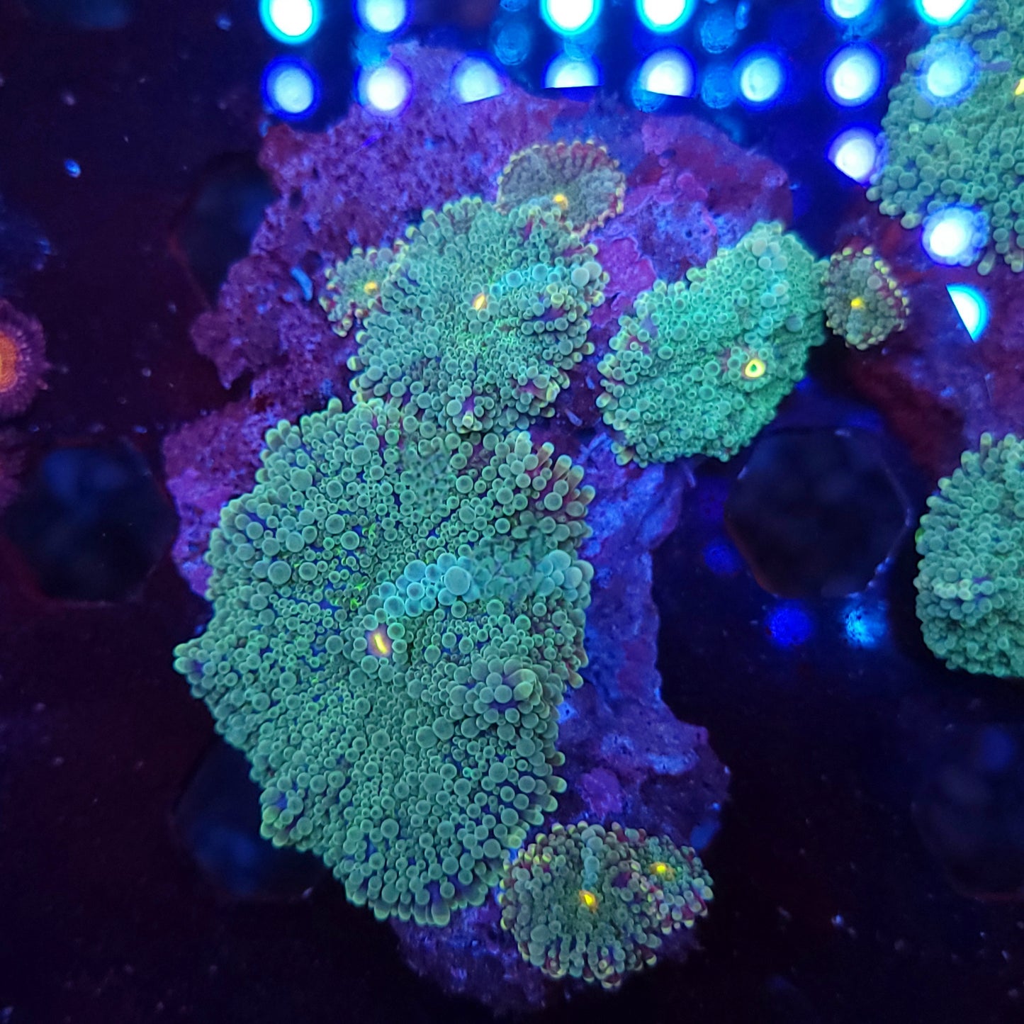 Ninja Turtle Yuma Colony Rock (Video in pics)